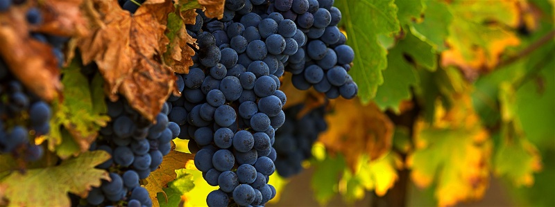 9 uvas portuguesas mais usadas na produção de vinhos
